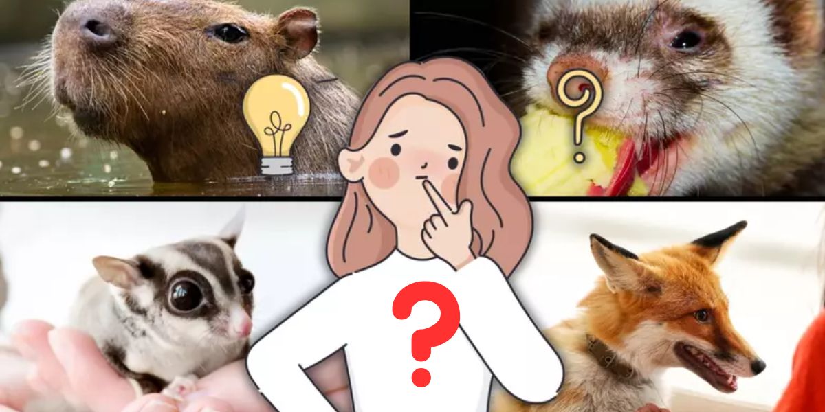 Banned Pets These are the Animals You Can’t Legally Own in Florida