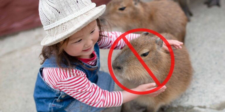 Banned Pets These are the Animals You Can’t Legally Own in Georgia