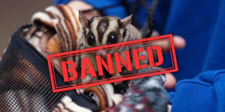 Banned Pets These are the Animals You Can’t Legally Own in Oklahoma