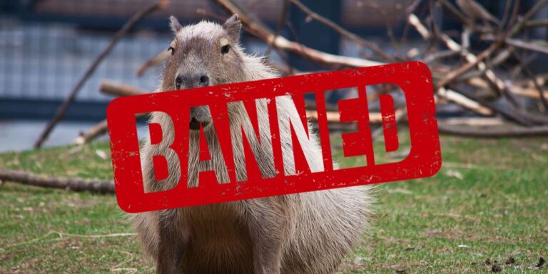 Banned Pets These are the Animals You Can’t Legally Own in Tennessee