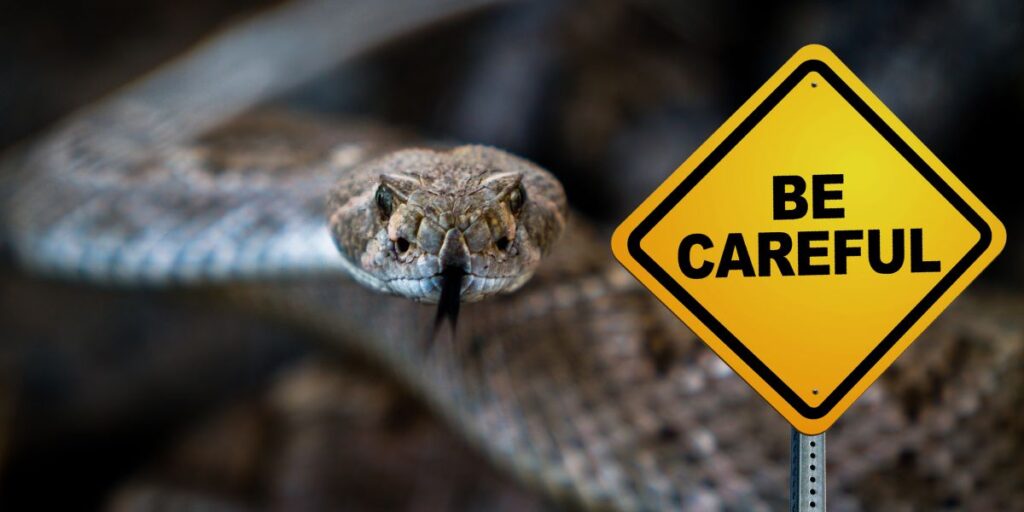 Beware! The 5 Rattlesnake-Infested Areas in Maryland You Should Avoid