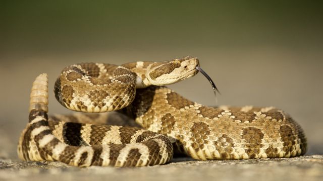 Beware Top 5 Rattlesnake-Infested Areas in Colorado You Should Know About