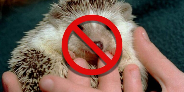 California’s Pet Laws: The Most Surprising Animals You Can’t Legally Own in California