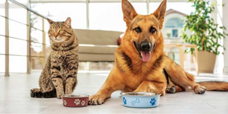 Connecticut’s New Pet Feeder Law What Every Pet Owner Needs to Know