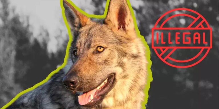 Banned Pets: These are the Animals You Can’t Legally Own in Illinois