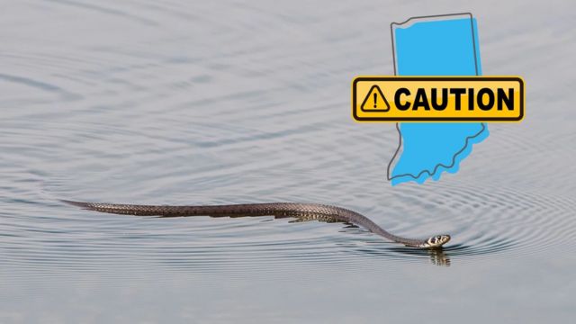 Danger Below: These are the Top 5 Most Snake-Infested Lakes in Delaware