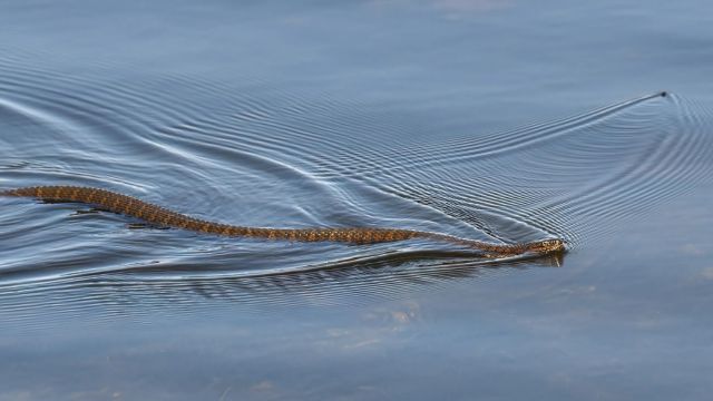 Danger Below These are the Top 5 Most Snake-Infested Lakes in Delaware