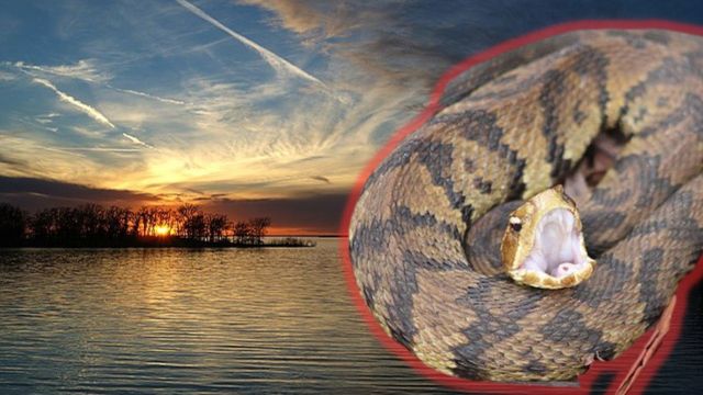 Dangerous Snakes Are Taking Over These 4 Louisiana Lakes Avoid Them! 