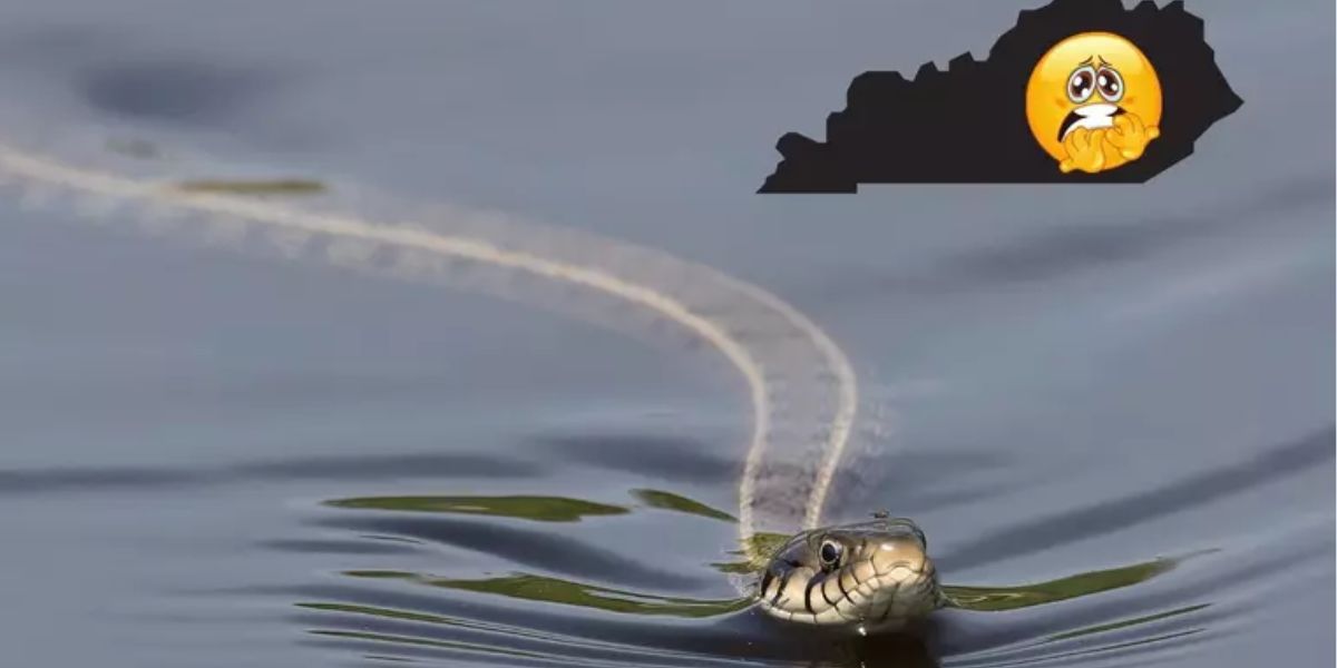 Dangerous Snakes Are Taking Over These 4 Louisiana Lakes Avoid Them!