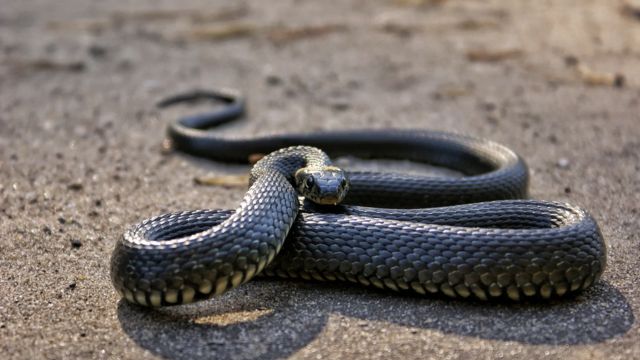 Dangerous Waters The Most Snake-Infested Lakes in Texas You Need to Know About 