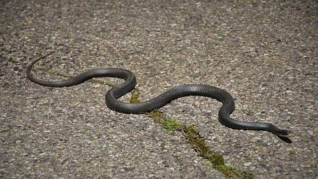 Dangerous Waters The Most Snake-Infested Lakes in Texas You Need to Know About