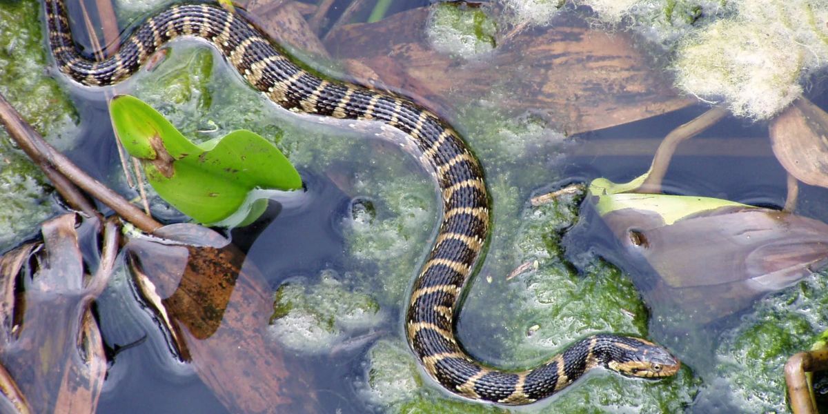 Florida's 5 Venomous Snakes – One Bite Could Change Your Life Forever!