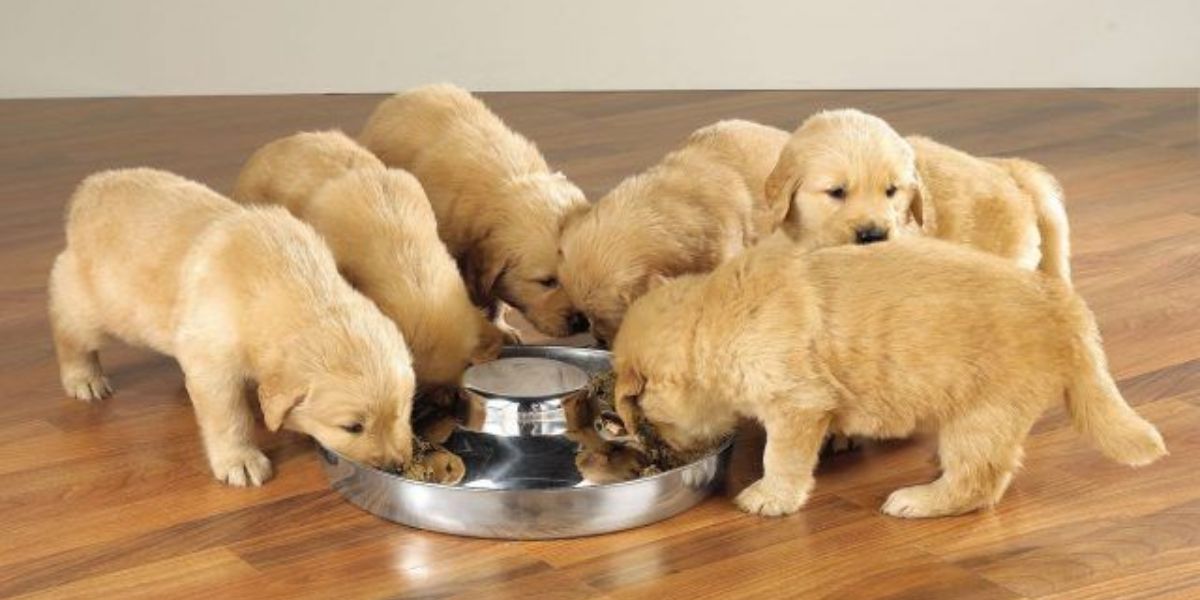 Florida’s New Pet Feeder Law What Every Pet Owner Needs to Know