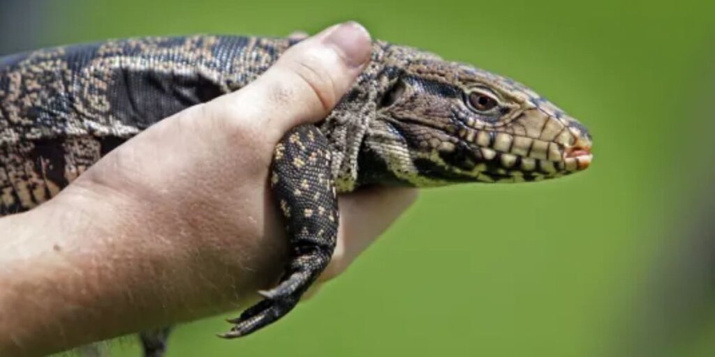 Invasive Lizard Species Spreading Rapidly Through Florida and the Southeastern U.S.