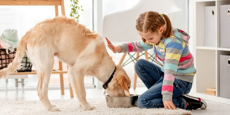 Massachusetts’s New Pet Feeder Law: What Every Pet Owner Needs to Know