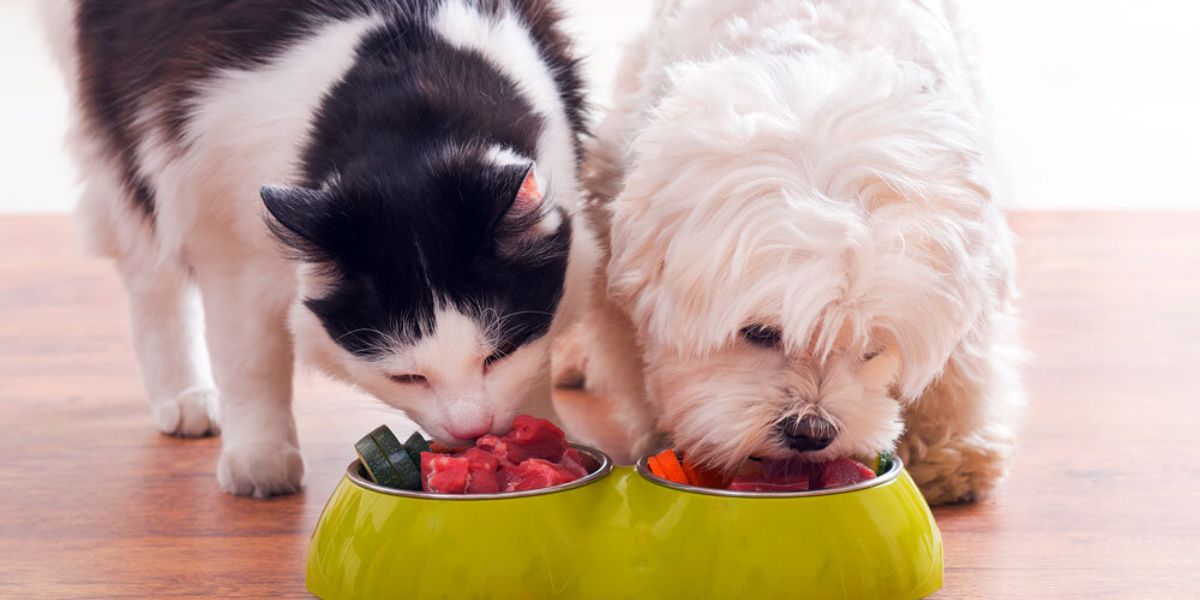 Iowa’s New Pet Feeder Law What Every Pet Owner Needs to Know