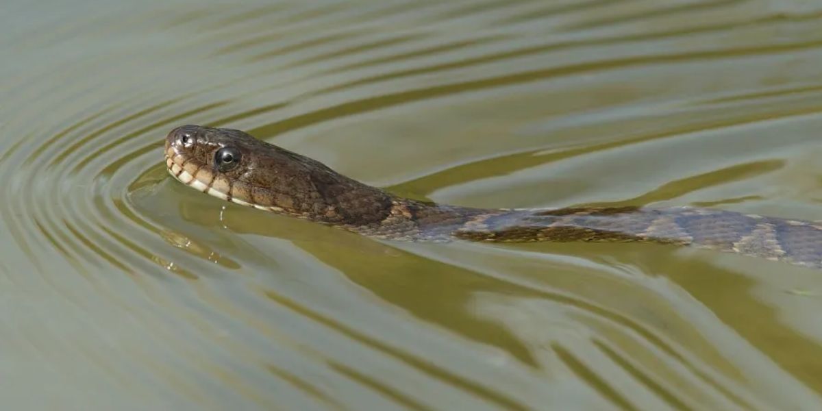 Mississippi’s Top Snake-Infested Lakes: The Places You Should Avoid This Summer!