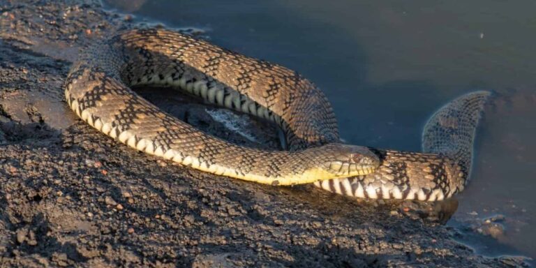 Kansas’ Most Snake-Filled Lakes – Are You at Risk