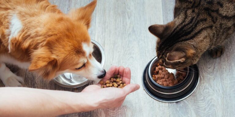 Kansas’s New Pet Feeder Law What Every Pet Owner Needs to Know