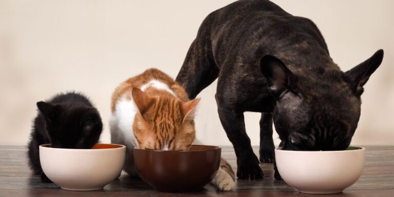 Louisiana’s New Pet Feeder Law What Every Pet Owner Needs to Know