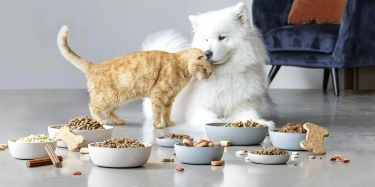 Pet Owners, Take Note: Alaska’s New Pet Feeder Law and What It Means for You
