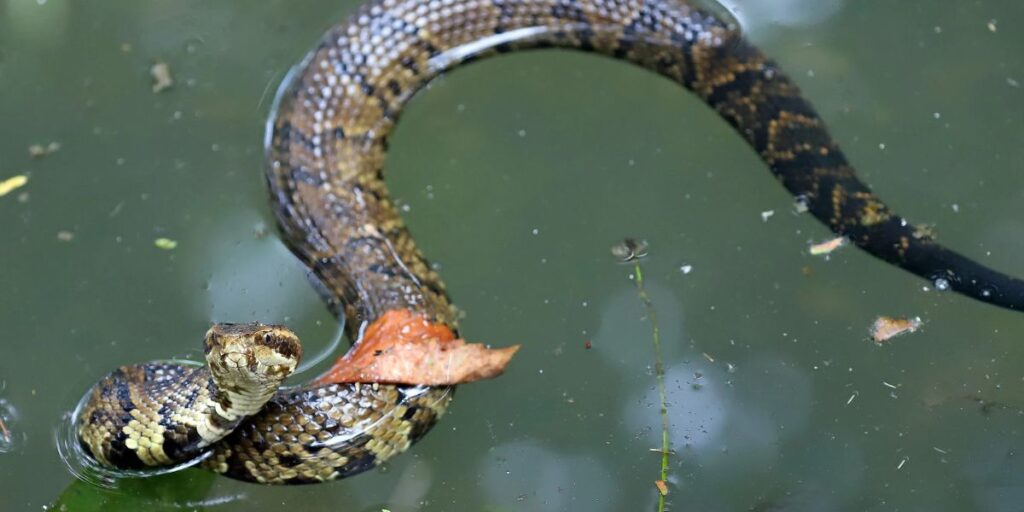 Mississippi’s Top Snake-Infested Lakes – Stay Away This Summer!