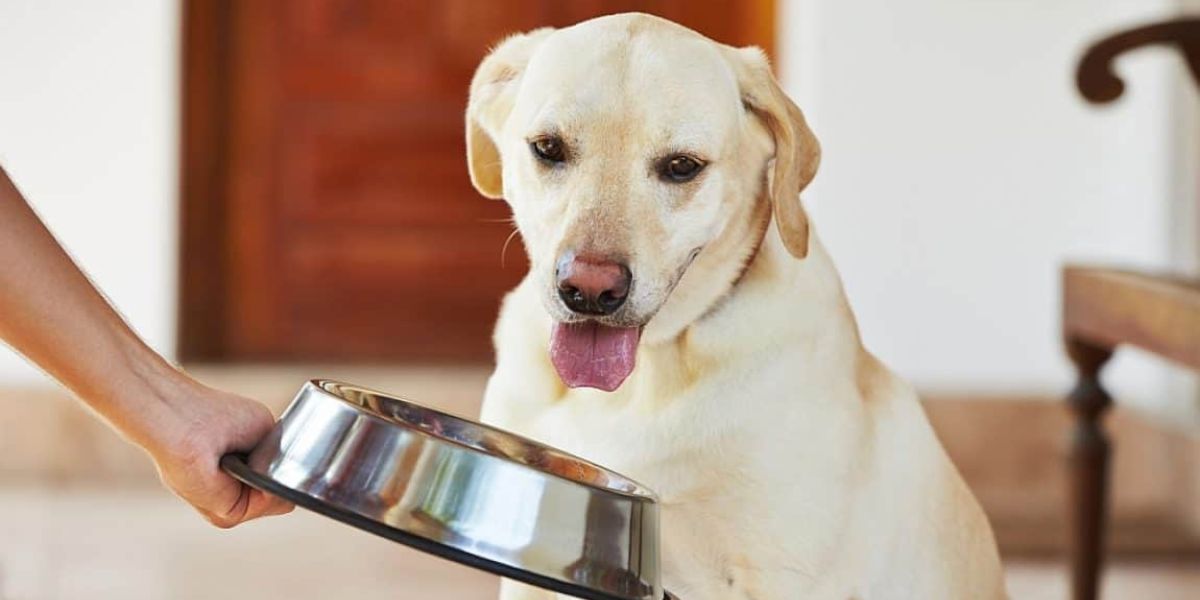 New Hampshire’s New Pet Feeder Law What Every Pet Owner Needs to Know