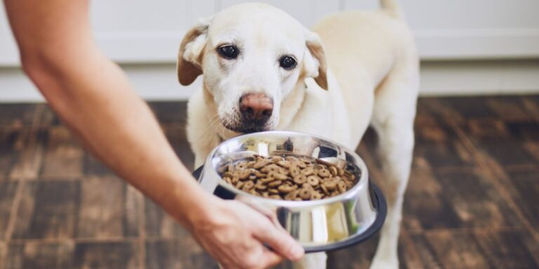 New York’s New Pet Feeder Law What Every Pet Owner Needs to Know