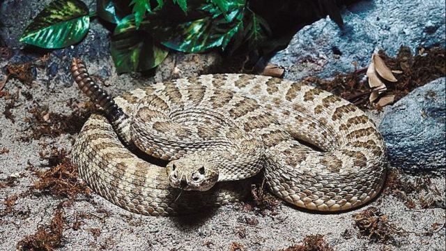 North Carolina's Deadliest Spots These are the 5 Most Rattlesnake-Infested Areas
