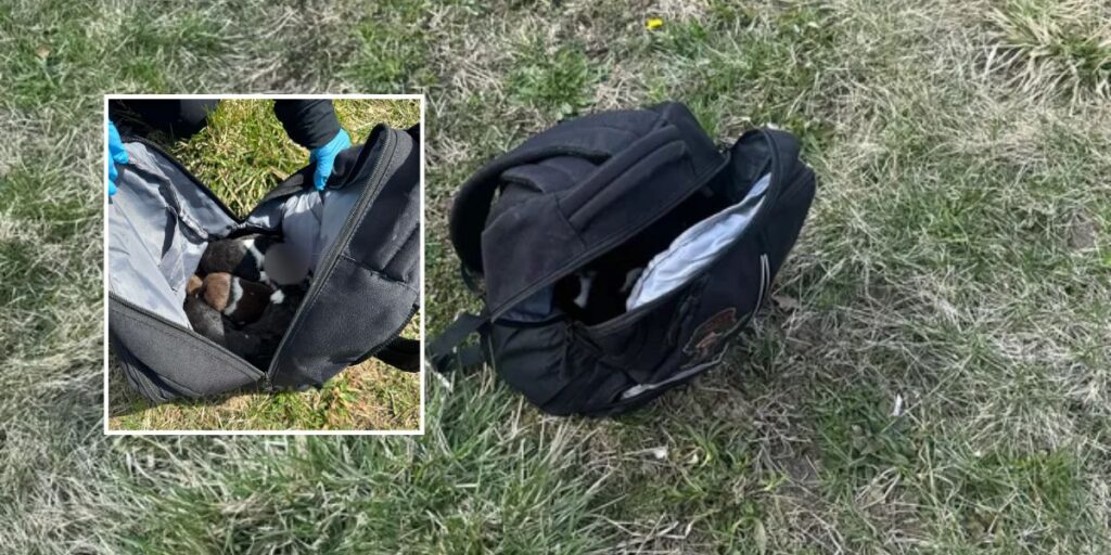 Ohio Authorities Investigate After 11 Dead Puppies Found in Bookbag on Road