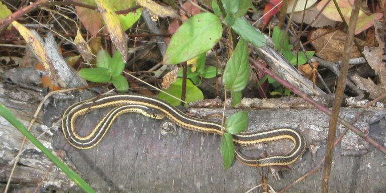 Pennsylvania’s Worst Snake Hotspots – Could Your Town Be One of Them