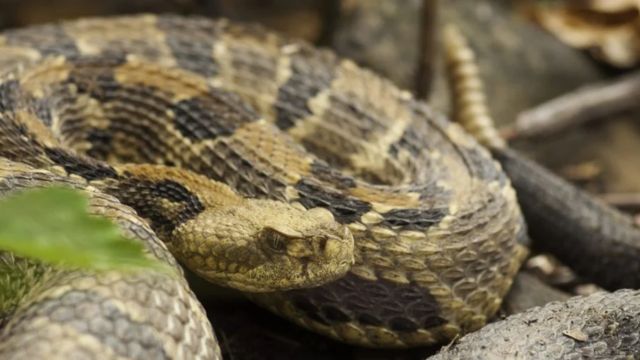 Rattlesnake Havens Top Infested Spots in New Mexico You Should Know About