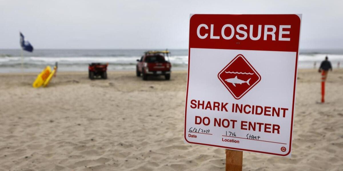 Shark Hotspots in California 5 Beaches That Will Leave You on Edge