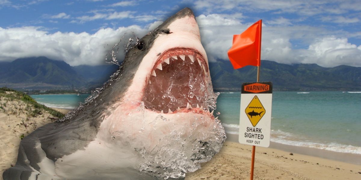 Shark-Infested Waters Ahead 5 Hawaii Beaches You Should Avoid at All Costs!