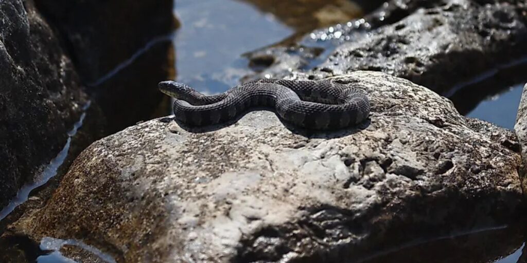 Snakes Everywhere! Connecticut’s 5 Most Infested Lakes Exposed