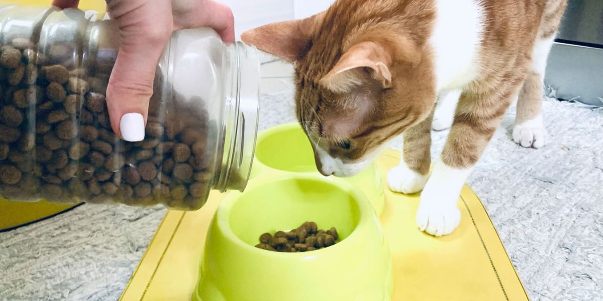 South Carolina’s New Pet Feeder Law What Every Pet Owner Needs to Know