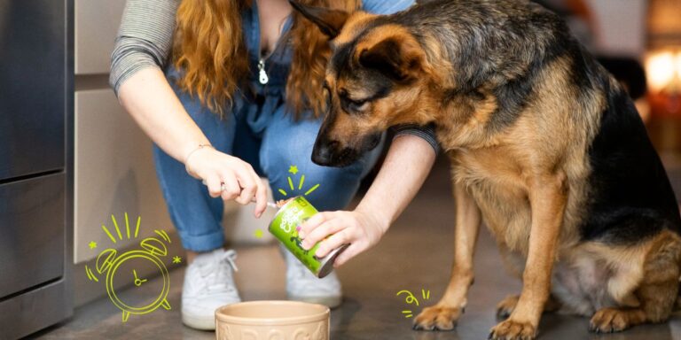 Tennessee’s New Pet Feeder Law: How It Will Affect You and Your Pets
