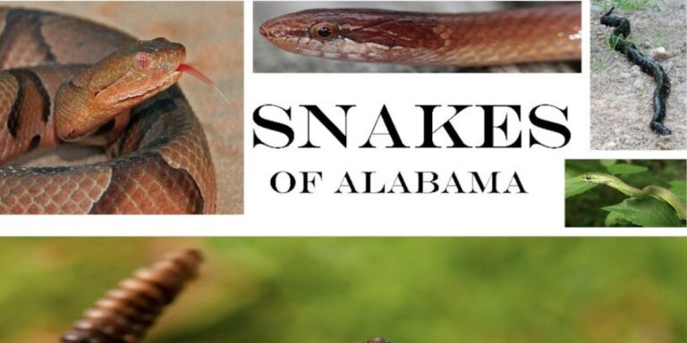 The 5 Most Venomous Snakes of Alabama Which One Should You Fear the Most