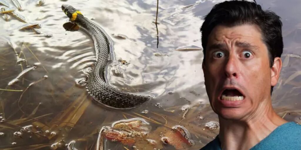 These Are the 5 Most Rattlesnake-Infested Areas in Washington Watch Out!