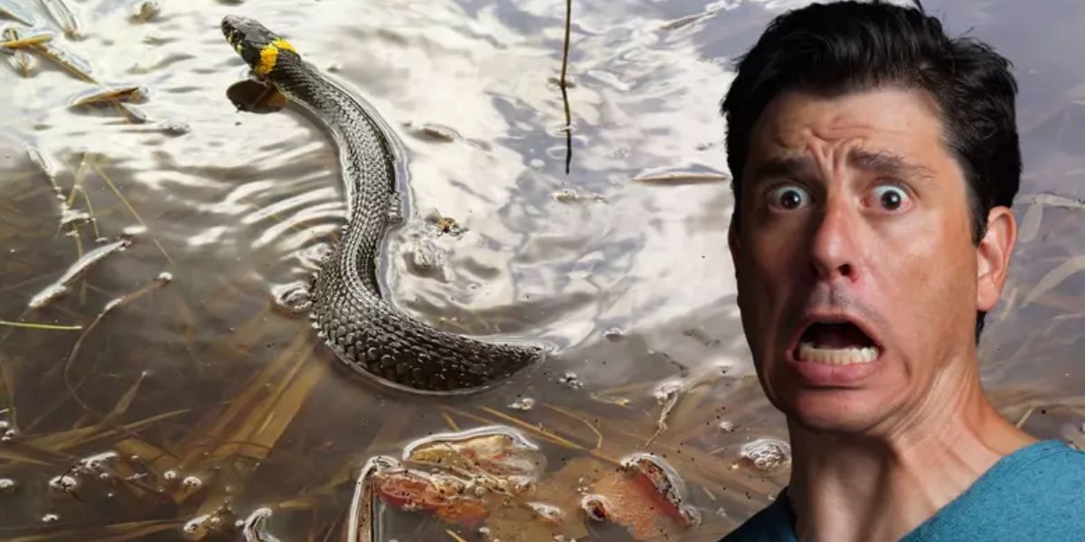 These Are the 5 Most Rattlesnake-Infested Areas in Washington Watch Out!