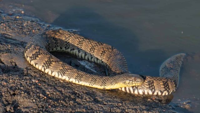 Top 5 Rattlesnake Hotspots in Kansas Where to Be Extra Cautious