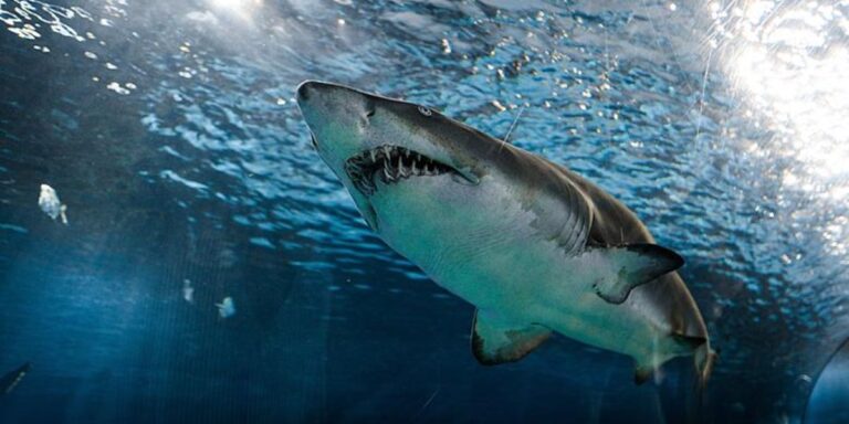 Shark Hotspots: These are the 5 Shark-Infested Beaches in Texas You Should Avoid