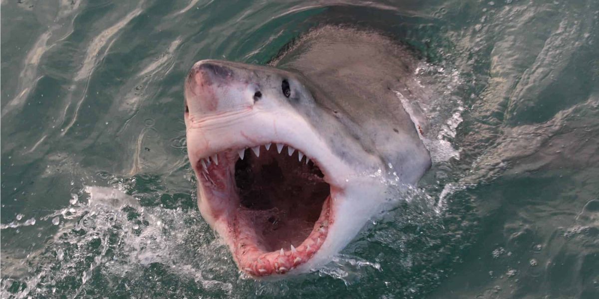 Shark Attack Hotspots: 5 Most Shark-Infested Beaches in North Carolina