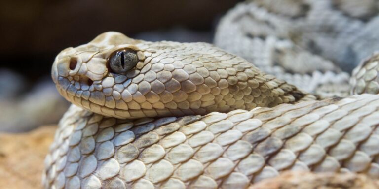 Rattlesnake Hotspots: The Top 5 Rattlesnake-Infested Regions of Pennsylvania