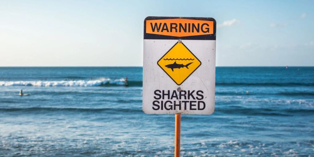 Warning These are the 5 Shark-Infested Beaches in South Carolina