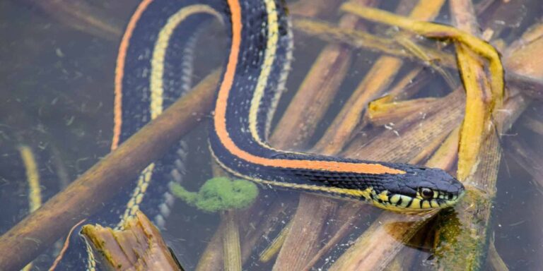 Watch Out: 5 Most Snake-Infested Lakes in Michigan You Need to Know About