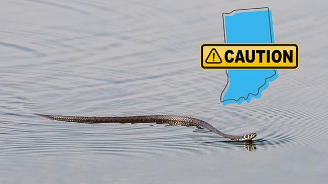 Watch Out: The 5 Most Infamous Snake-Infested Lakes in Maryland Revealed