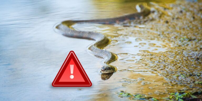 Watch Out The 5 Most Infamous Snake-Infested Lakes in Maryland Revealed