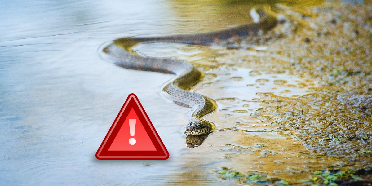 Watch Out The 5 Most Infamous Snake-Infested Lakes in Maryland Revealed