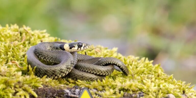 Watch Out: The 5 Most Snake-Infested Lakes in Ohio You Should Avoid